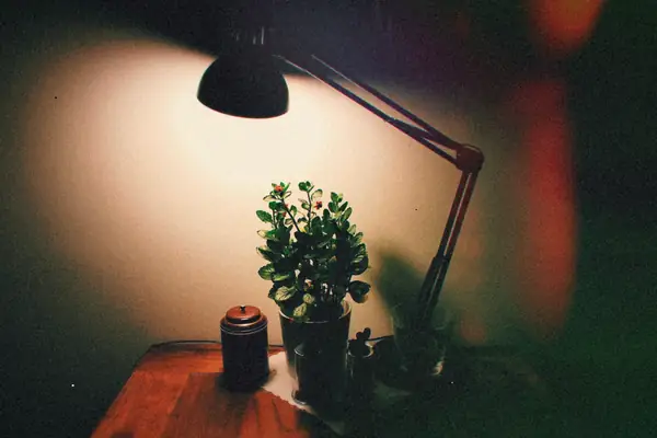 A desk lamp glowing over a potted plant on a wooden desk late at night.