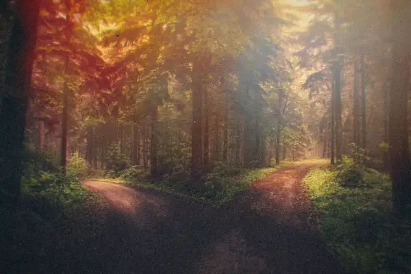 A dirt road splitting into two paths through a misty forest at dawn.